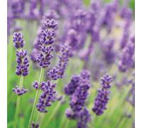 Thompson & Morgan Lavandula (Lavender) Munstead 1 Litre Potted Plant x 3, Purple