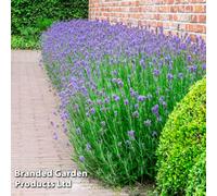 Thompson & Morgan Lavandula (Lavender) Munstead 3.6 Litre Potted Plant X 2
