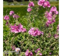 Thompson & Morgan Lavatera Burgundy Wine 3 Litre Potted Plant X 1
