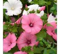 Thompson & Morgan Lavatera Loveliness Mixed Hardy Annual Flower Seeds - Silky Pink & White Blooms For Borders & Cottage Gardens