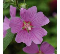 Thompson & Morgan Lavatera Rosea 3 Litre Potted Plant X 1