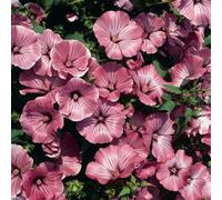 Thompson & Morgan Lavatera Trimestris Silver Cup 1 Seed Packet