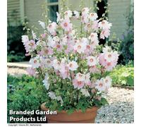 Thompson & Morgan Lavatera X Clementii Barnsley Baby 2 Litre Potted Plants X 3