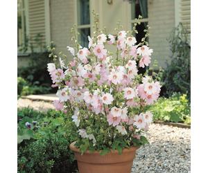 Thompson & Morgan Lavatera x Clementii Barnsley Baby 2L Pot x 1