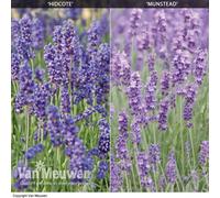 Thompson & Morgan Lavender Angustifolia Duo 24 Plug Plants (Hidcote & Munstead) -Fragrant Perennial, Drought Tolerant, Loved By Pollinators