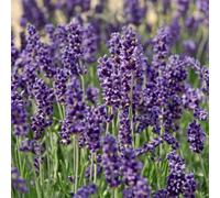 Thompson & Morgan Lavender Angustifolia Hidcote 1 Litre Potted Plant X 1