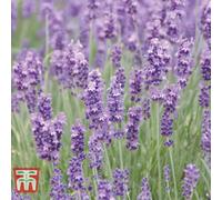 Thompson & Morgan Lavandula (lavender) Angustifolia Munstead 9Cm Pot X 5