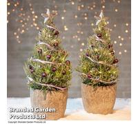 Thompson & Morgan Lavender Christmas Tree (Pyramid) 15Cm Pot X 1 (Height 30-40Cm)