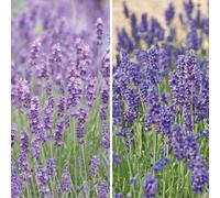 Thompson & Morgan Lavender Duo Hidcote & Munstead 288 Plug Plants