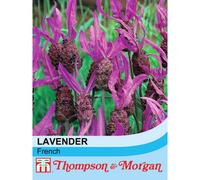Thompson & Morgan Lavender (French) Stoechas 1 Packet (50 Seeds)