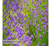 Thompson & Morgan Lavender Hidcote & Munstead 48 Plug Plants -Fragrant Perennial, Drought Tolerant, Loved By Pollinators