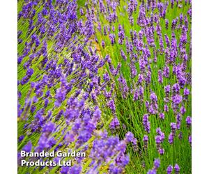 Thompson & Morgan Lavender Hidcote & Munstead 72 Plug Plants -Fragrant Perennial, Drought Tolerant, Loved By Pollinators