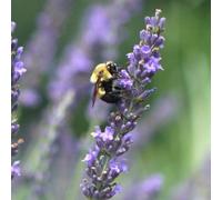 Thompson & Morgan Lavender Intermedia Phenomenal 3 Litre Potted Plant X 1