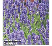 Thompson & Morgan Lavender Lavandula Angustifolia Hidcote 9 Jumbo Plug Plants 35mm