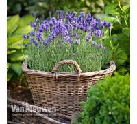 Thompson & Morgan Lavender Lavandula Angustifolia Munstead 24 Plug Plants
