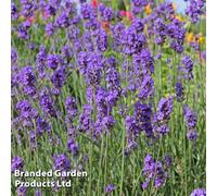 Thompson & Morgan Lavender Lavandula Angustifolia Munstead 6 Plug Plants