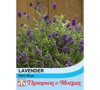 Thompson & Morgan Lavender Mini Blue 1 Packet (20 Seeds), Purple