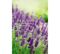 Thompson & Morgan Lavender Munstead 1 Litre Potted Plant X 1