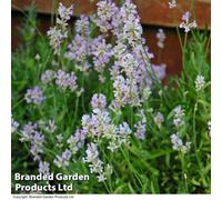 Thompson & Morgan Lavender Spicata Rosea 1 Seed Packet (30 Seeds)