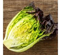 Thompson & Morgan Lettuce Amaze Red Little Gem Salad Seeds - Compact Disease-Resistant Container Friendly - 100 Seeds