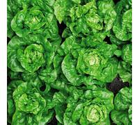 Thompson & Morgan Lettuce (butterhead) Tom Thumb 1 Seed Packet, Green