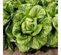 Thompson & Morgan Lettuce Globus Crisp Large Round-Head Cos Salad Greens Seeds - Continuous Harvest - 130 Seeds