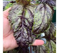 Thompson & Morgan Lettuce Leaf Basil Sally - Large Purple Sweet Flavor Ornamental & Culinary Herb Seeds 150 Seeds