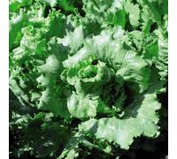 Thompson & Morgan Lettuce Warpath 1 Seed Packet (200 Seeds)