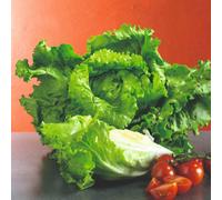 Thompson & Morgan Lettuce Webbs Wonderful Seed Tape Large Crisp Hearts Slow To Run 6M Easy-To-Sow Garden Row By Thompson And Morgan