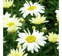 Thompson & Morgan Leucanthemum Broadway Lights Daisy - 3L Pot - Yellow & White Perennial - Attracts Pollinators - Long Bloom