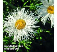 Thompson & Morgan Leucanthemum Crazy Daisy 12 Plug Plants