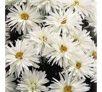 Thompson & Morgan Leucanthemum Crazy Daisy 9Cm Potted Plant X 3