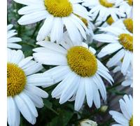 Thompson & Morgan Leucanthemum X Maximum Snow Lady 1 Litre Potted Plant X 1