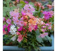Thompson & Morgan Lewisia Cotyledon Mixed Starry Fruity Flowers Repeat Blooms Hardy Rock Garden Borders Containers 1-2X 1L Pots By T&m