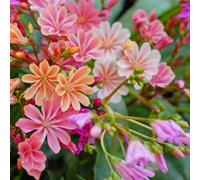 Thompson & Morgan Lewisia Elise Mix Colourful Drought-Tolerant Alpine Perennial For Rock Gardens Containers - First Year Flowers - 1X 9Cm Pots