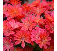 Thompson & Morgan Lewisia Sunset Shades 9cm Pot x 2