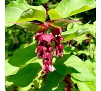 Thompson & Morgan Leycesteria Formosa Purple Rain 9Cm Potted Plant X 1