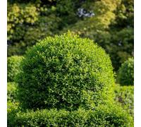 Thompson & Morgan Ligustrum Vulgare 2 Litre Potted Plant X 1