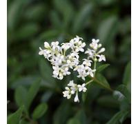 Thompson & Morgan Ligustrum Vulgaris Liga 9Cm Potted Plant X 3