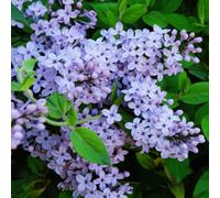 Thompson & Morgan Lilac (syringa) President Grevy 9Cm Potted Plant X 3