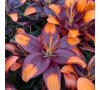 Thompson & Morgan Lily Bicoloured Asiatics Collection x 9 Bulbs