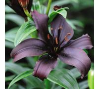 Thompson & Morgan Lily Black Jewel 20 Bulbs - Summer Flowering