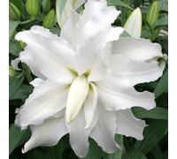 Thompson & Morgan Lily Double Oriental My Wedding 3 Bulbs