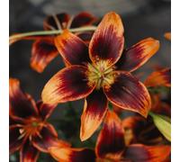 Thompson & Morgan Lily Forever Susan 10 Bulbs - Summer Flowering