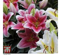 Thompson & Morgan Lily (Lilium) Oriental The Perfume Garden 6 Bulbs