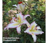 Thompson & Morgan Lily (Lilium) Primrose Hill 5 Bulbs - Outdoor Garden Plants, Ideal For Borders, Pots And Containers