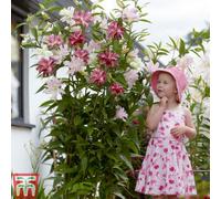 Thompson & Morgan Lily (Lilium) Tree Crystal Collection 9 Bulbs - Outdoor Garden Plants, Ideal For Borders, Pots And Containers