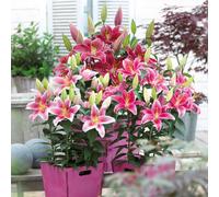 Thompson & Morgan Lily Majestic Trumpet Mixed Bulbs x 24