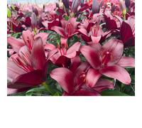 Thompson & Morgan Lily Malbec x 6 Bulbs