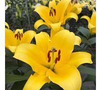 Thompson & Morgan Lily Moonlight 6 Bulbs